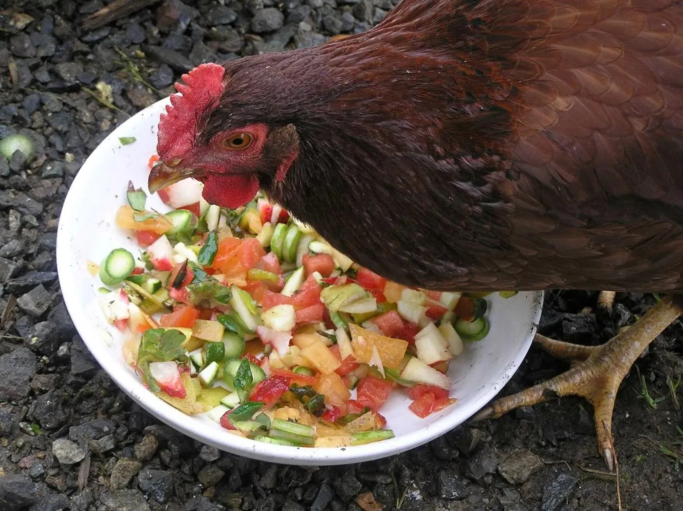 What Other Foods are Good for Chickens Apart from the Veggies | fruits? A Comprehensive Guide