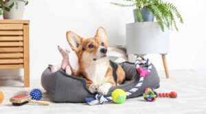 What are the important tips that you need to know for purchasing dog accessories online?